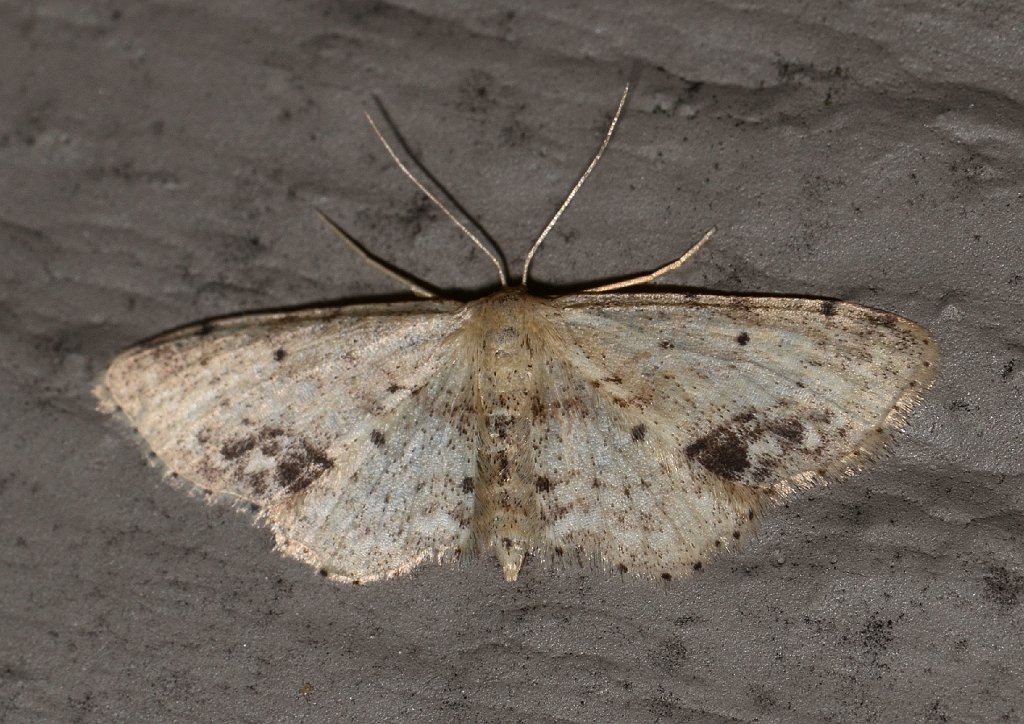 056 2013-06298553 Pointe Rok, MA.JPG - Single-dotted Wave Moth (Idaea dimidiata). Pointe Rok Estates, MA, 6-29-2013